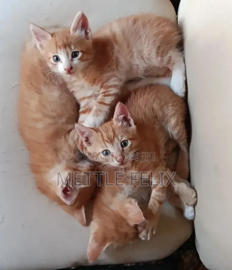 1-3 months Male Purebred Tabby