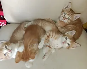 1-3 months Male Purebred Tabby