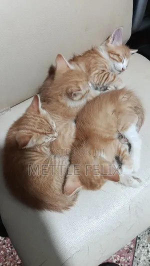 1-3 months Male Purebred Tabby