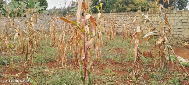 Residential Plot for Sale at Ruiru Mugutha - thumbnail 5
