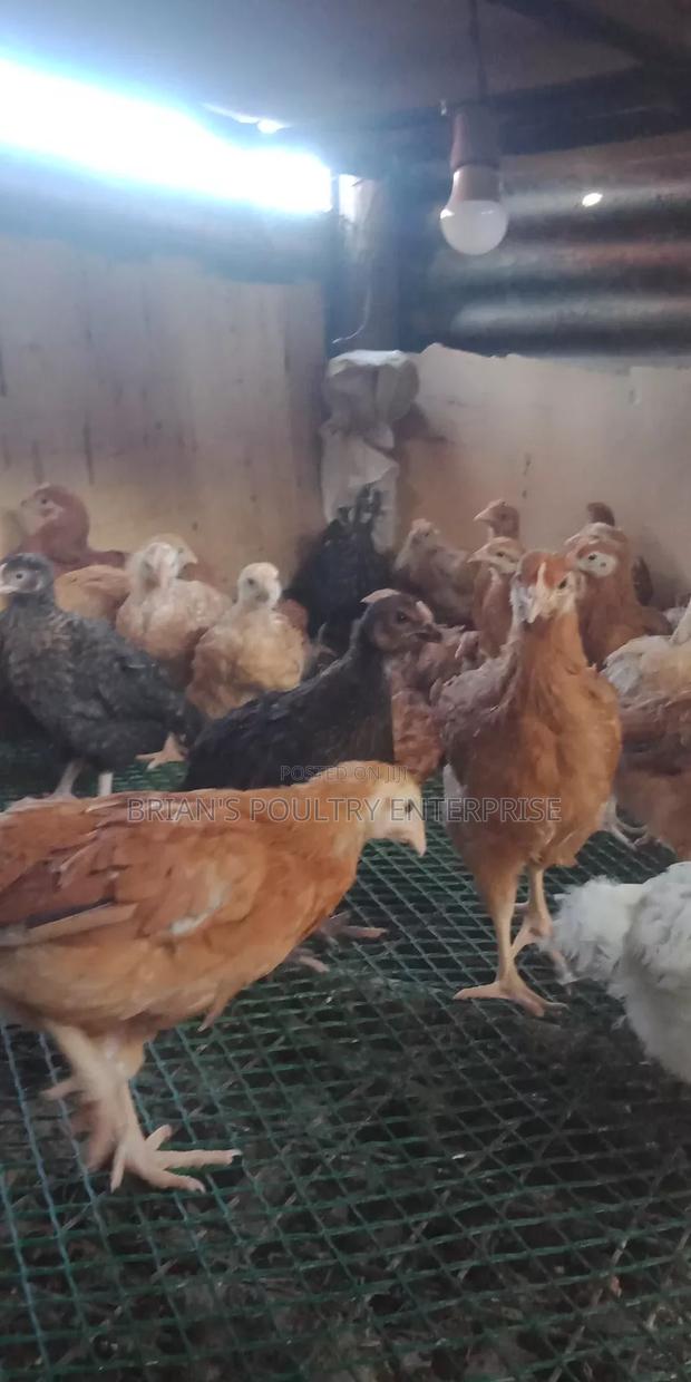 6weeks Old Rainbow Rooster Chicjs