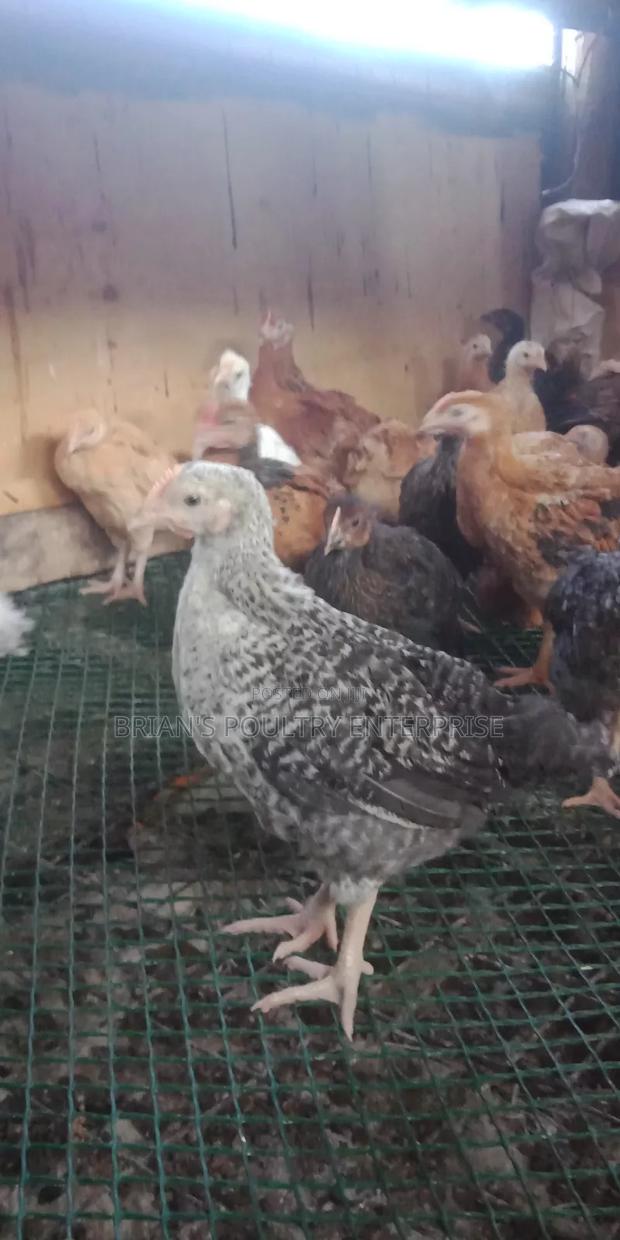 6weeks Old Rainbow Rooster Chicjs - thumbnail 2
