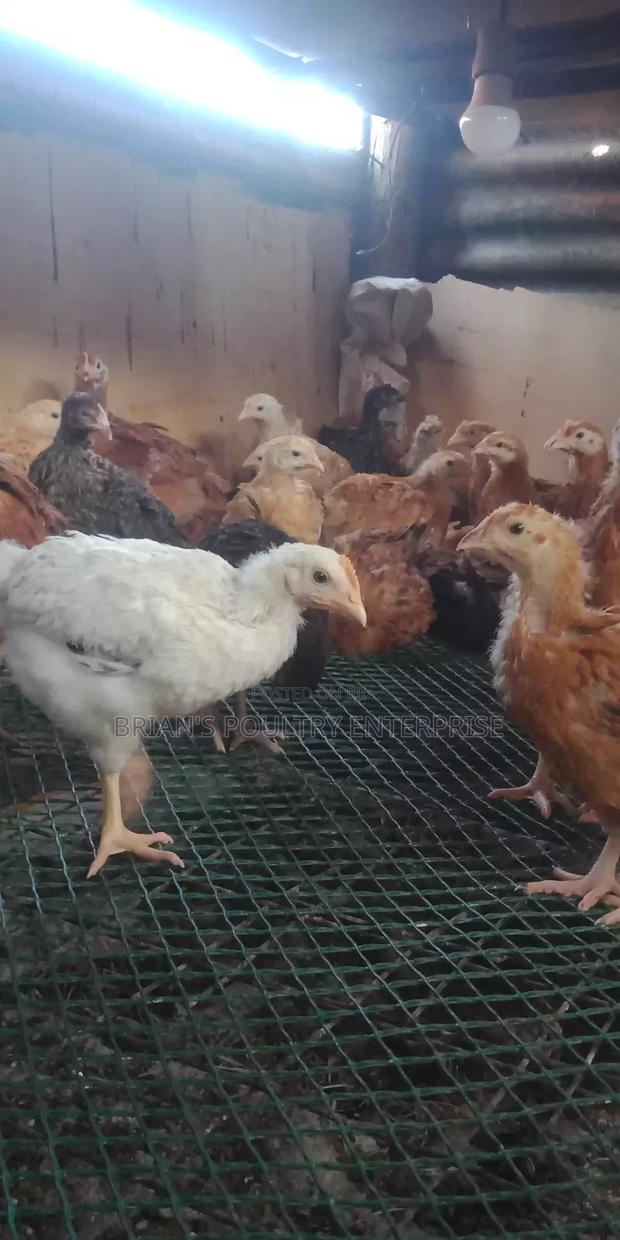6weeks Old Rainbow Rooster Chicjs - thumbnail 3