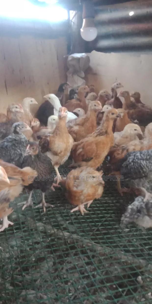 6weeks Old Rainbow Rooster Chicjs - thumbnail 4