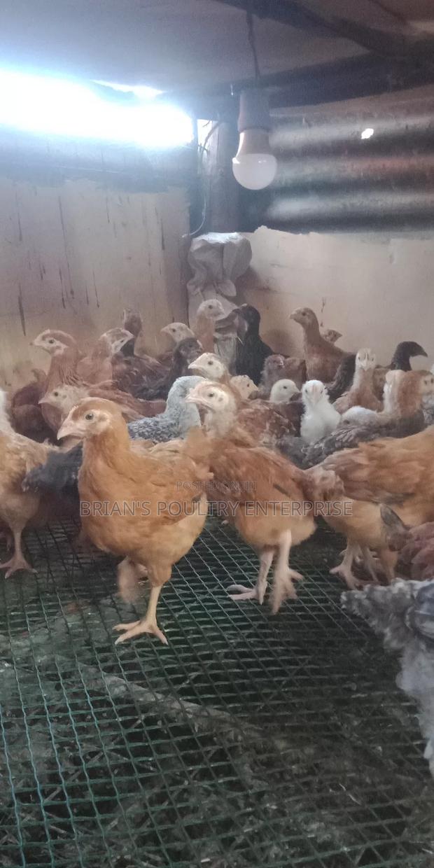 6weeks Old Rainbow Rooster Chicjs - thumbnail 5