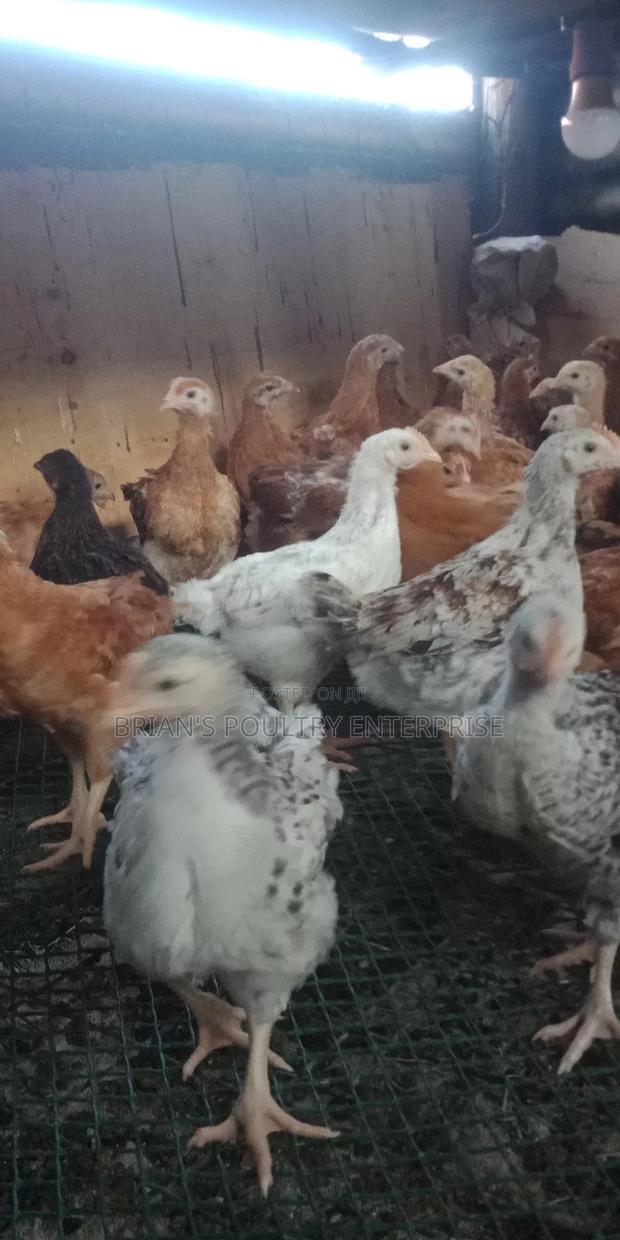 6weeks Old Rainbow Rooster Chicjs - thumbnail 6