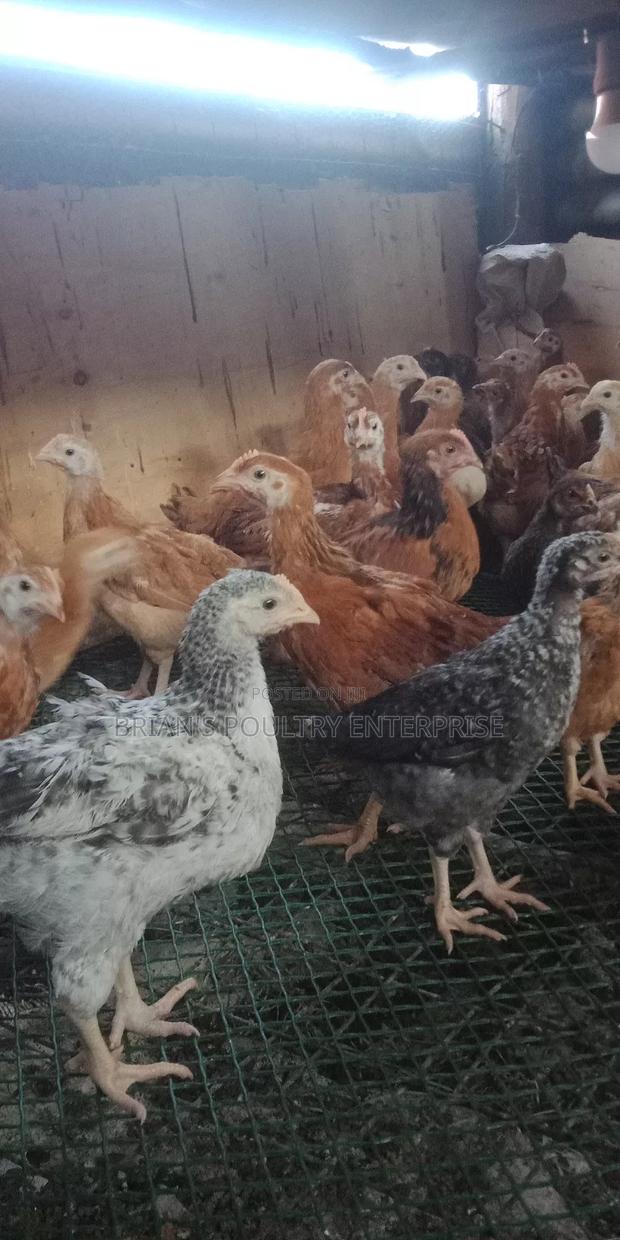6weeks Old Rainbow Rooster Chicjs - thumbnail 7