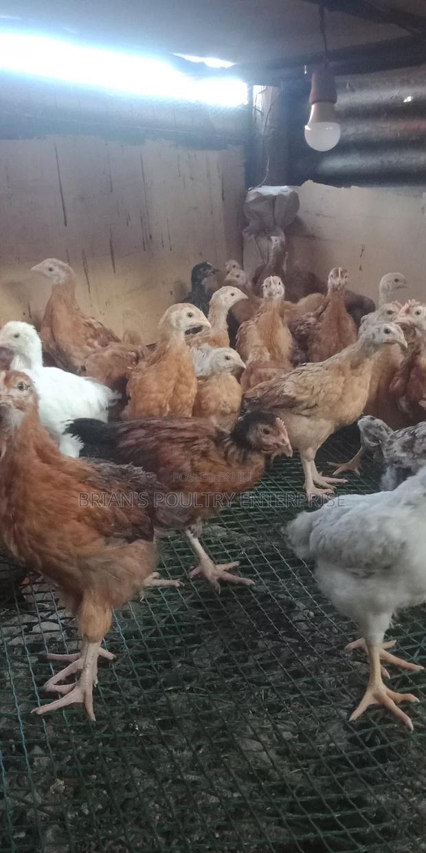 6weeks Old Rainbow Rooster Chicjs - thumbnail 8