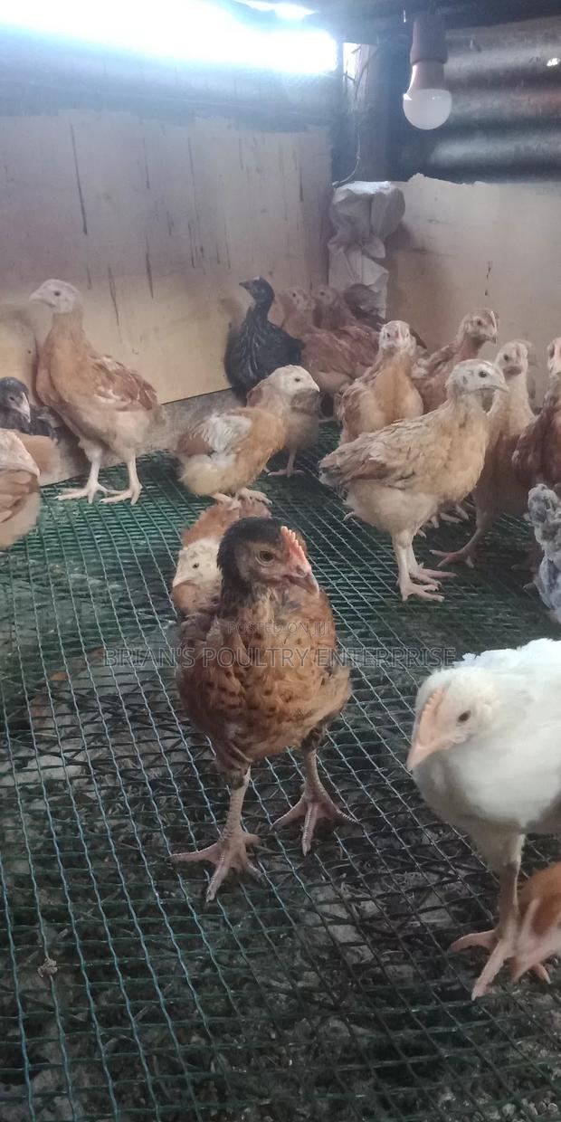 6weeks Old Rainbow Rooster Chicjs - thumbnail 9
