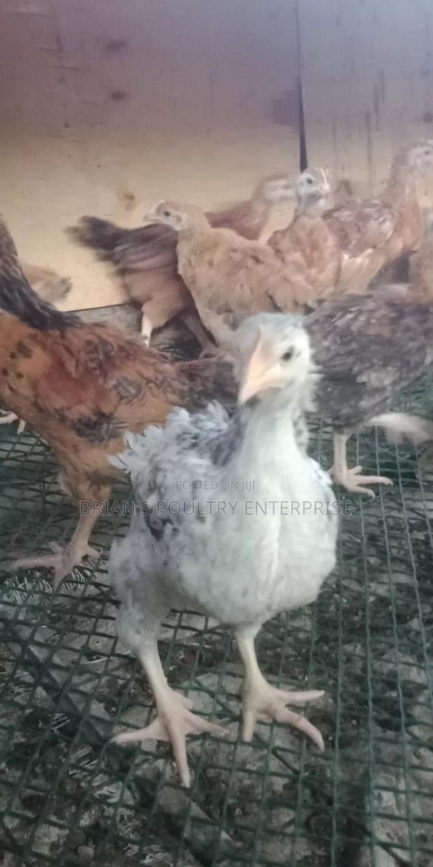 6weeks Old Rainbow Rooster Chicjs - thumbnail 10