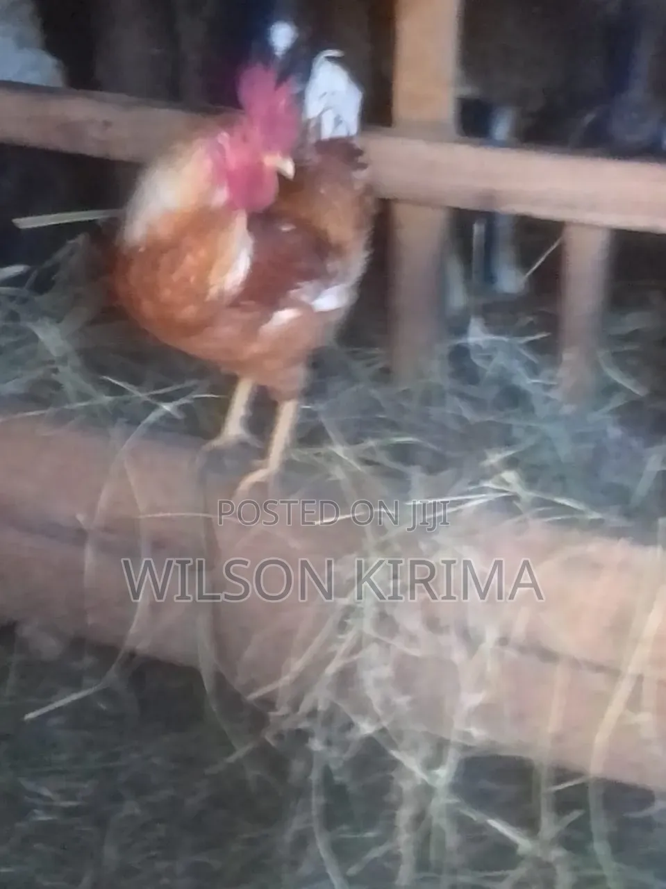 Improved Kinyeji Jogoo