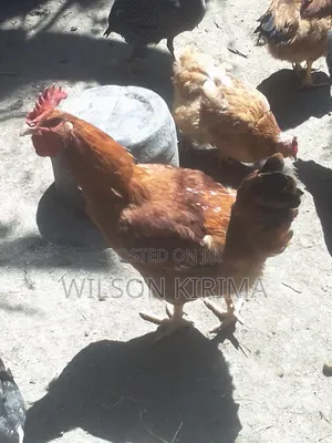 Improved Kinyeji Jogoo