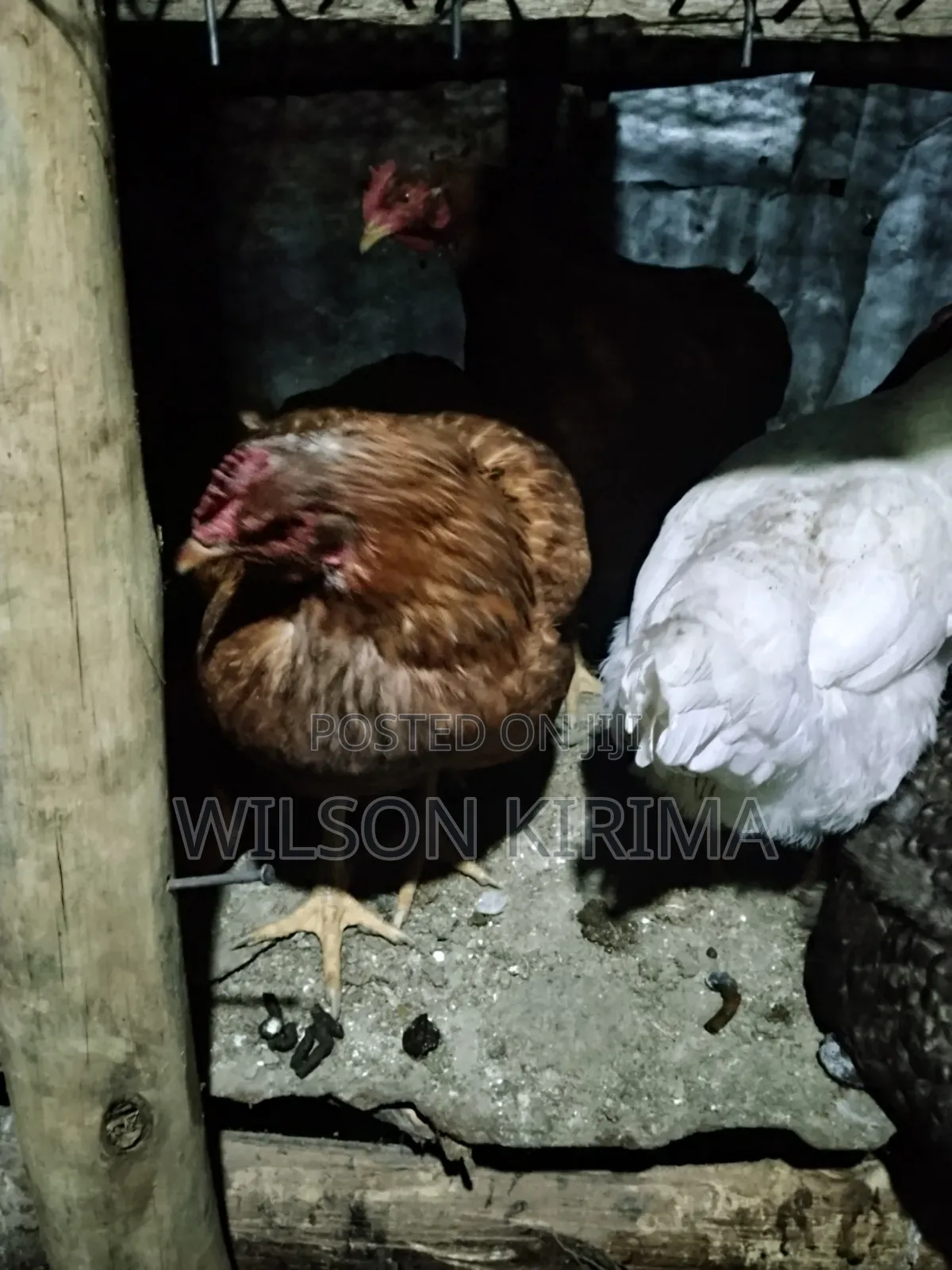 Improved Kinyeji Jogoo
