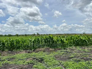 10 Acres With Borehole