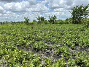 10 Acres With Borehole