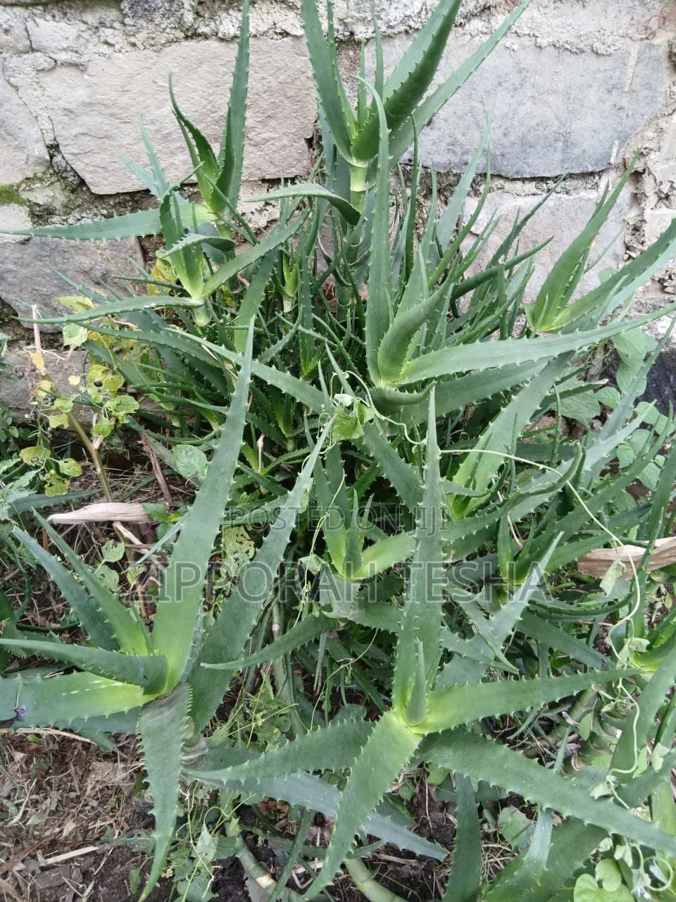 Alovera Plant