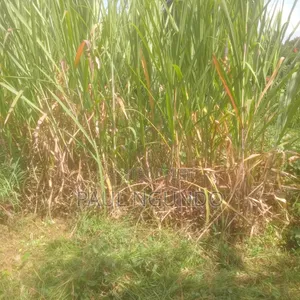 Super Napier Grass