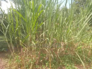 Juncao Grass