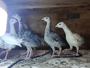 Turkey Poults, Approximately 3 to 4 Weeks Old,