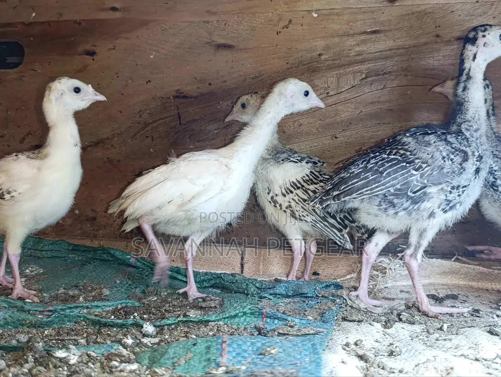 Turkey Poults, Approximately 3 to 4 Weeks Old,