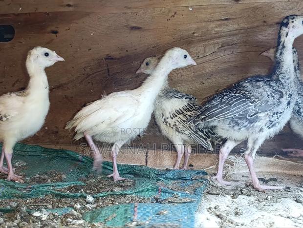 Turkey Poults, Approximately 3 to 4 Weeks Old, - thumbnail 3