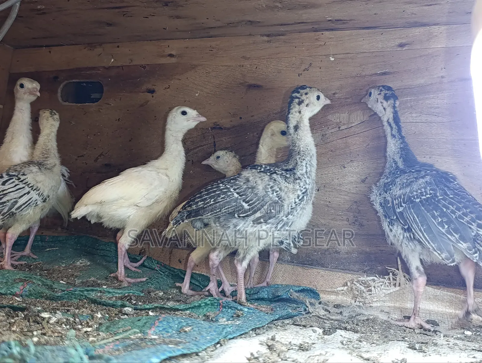 Turkey Poults, Approximately 3 to 4 Weeks Old,
