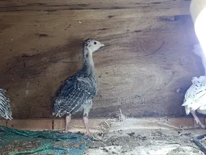 Turkey Poults, Approximately 3 to 4 Weeks Old,