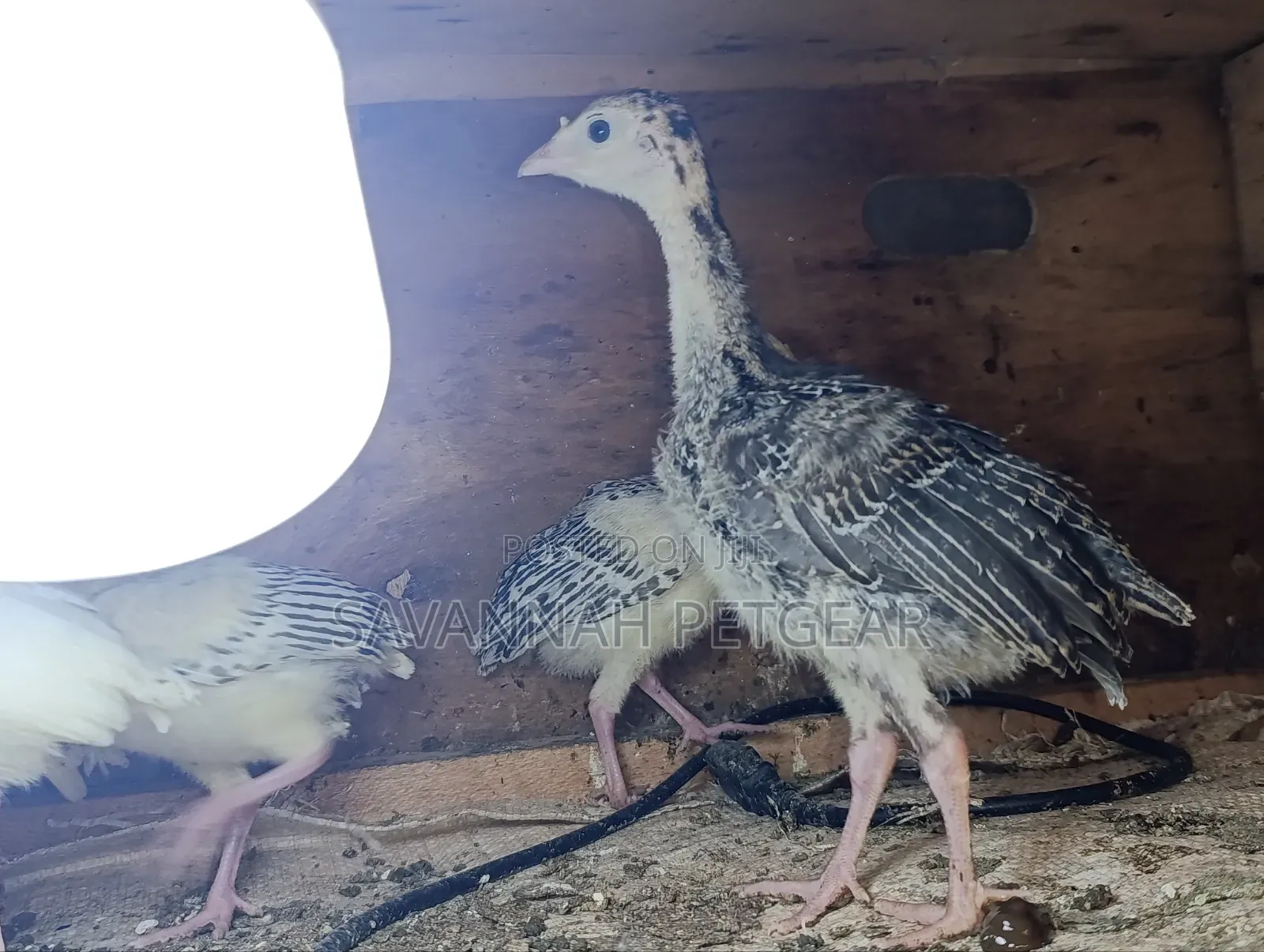 Turkey Poults, Approximately 3 to 4 Weeks Old,