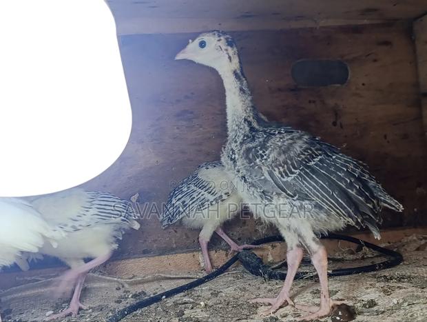 Turkey Poults, Approximately 3 to 4 Weeks Old, - thumbnail 6