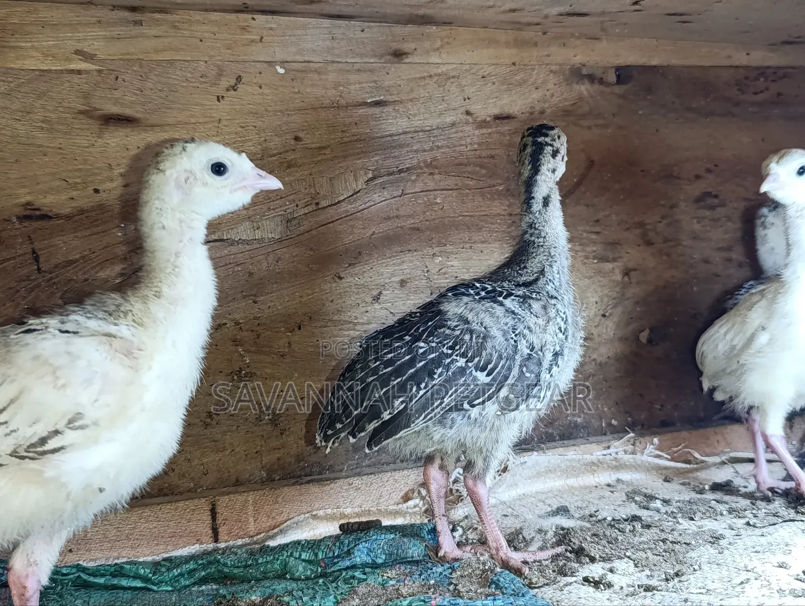 Turkey Poults, Approximately 3 to 4 Weeks Old,