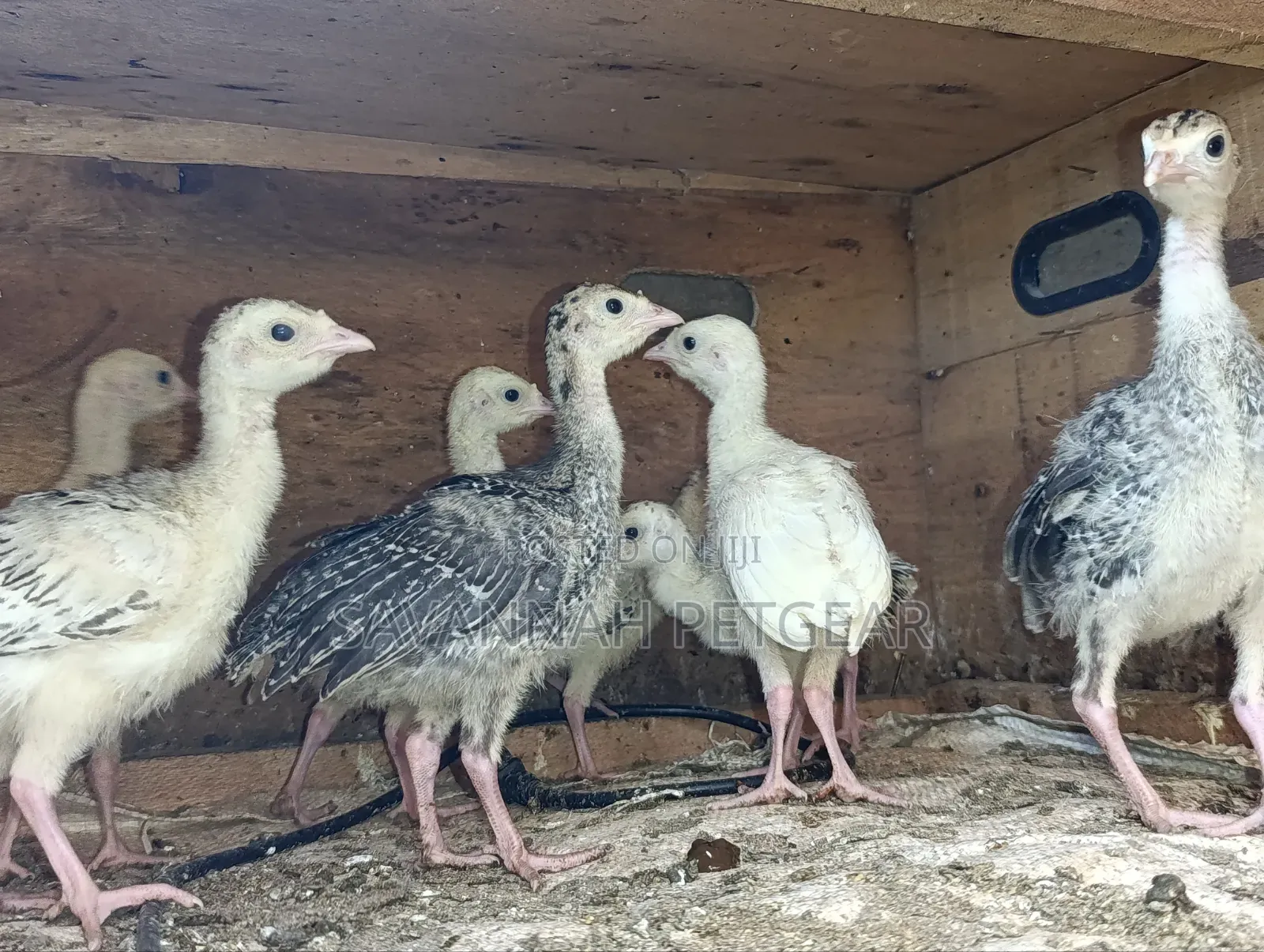 Turkey Poults, Approximately 3 to 4 Weeks Old,