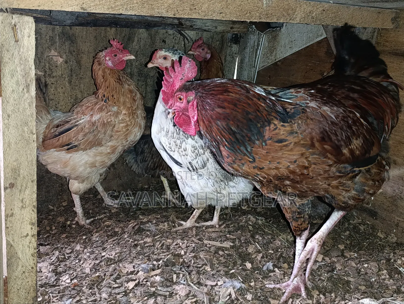 Mix of Kienyeji or Local Chicken Breeds - Hens Cocks for Meat