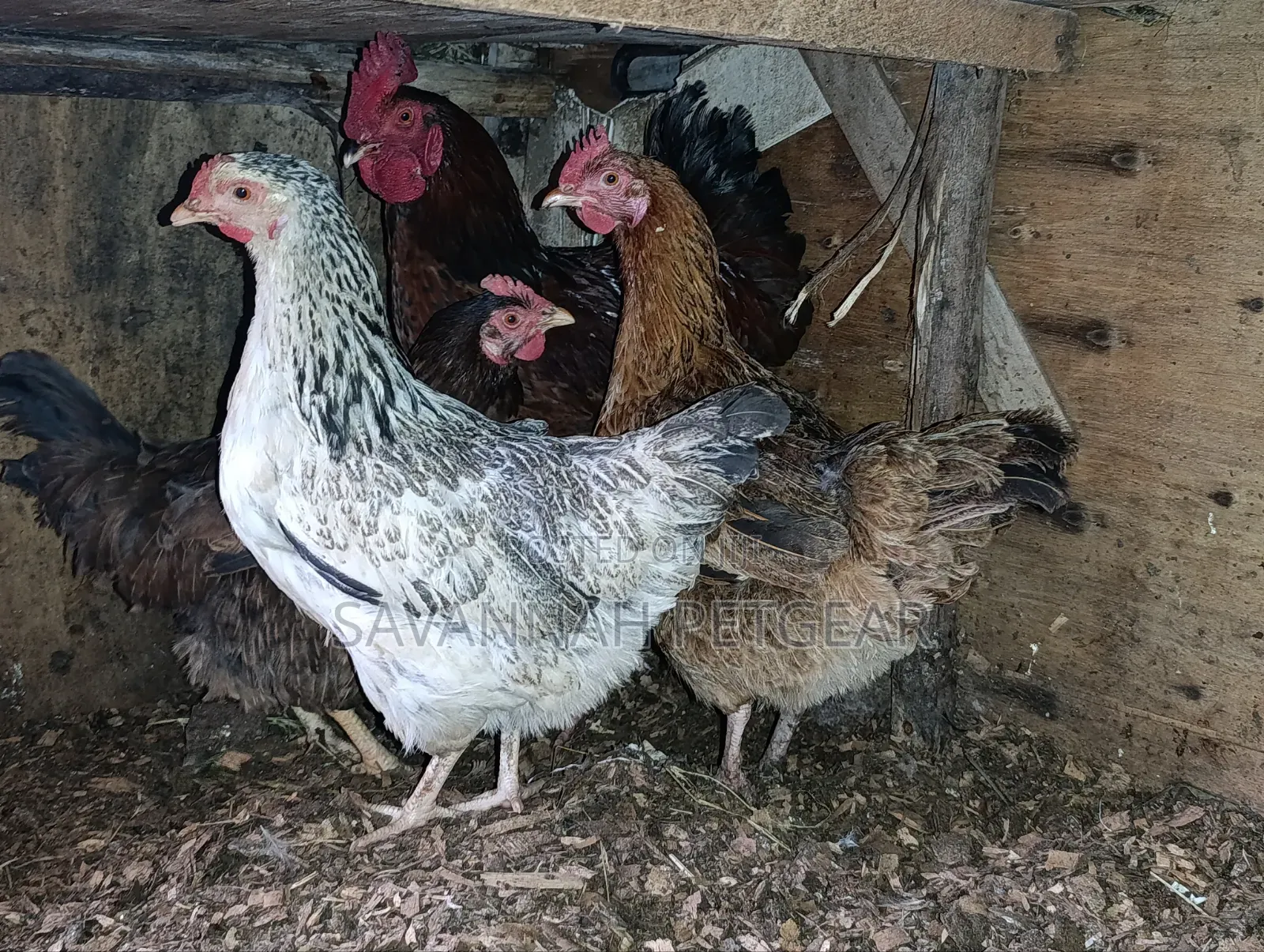 Mix of Kienyeji or Local Chicken Breeds - Hens Cocks for Meat