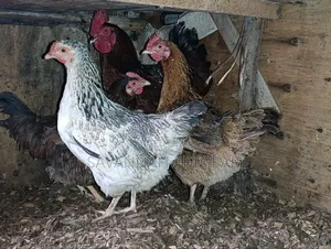 Mix of Kienyeji or Local Chicken Breeds - Hens Cocks for Meat