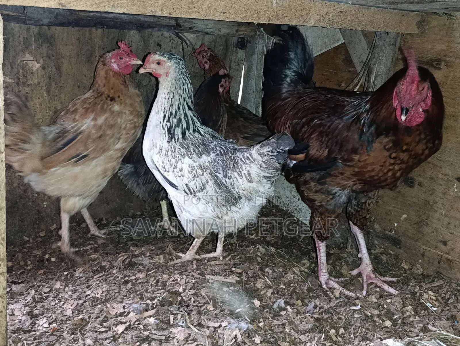 Mix of Kienyeji or Local Chicken Breeds - Hens Cocks for Meat