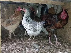 Mix of Kienyeji or Local Chicken Breeds - Hens Cocks for Meat