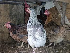Mix of Kienyeji or Local Chicken Breeds - Hens Cocks for Meat