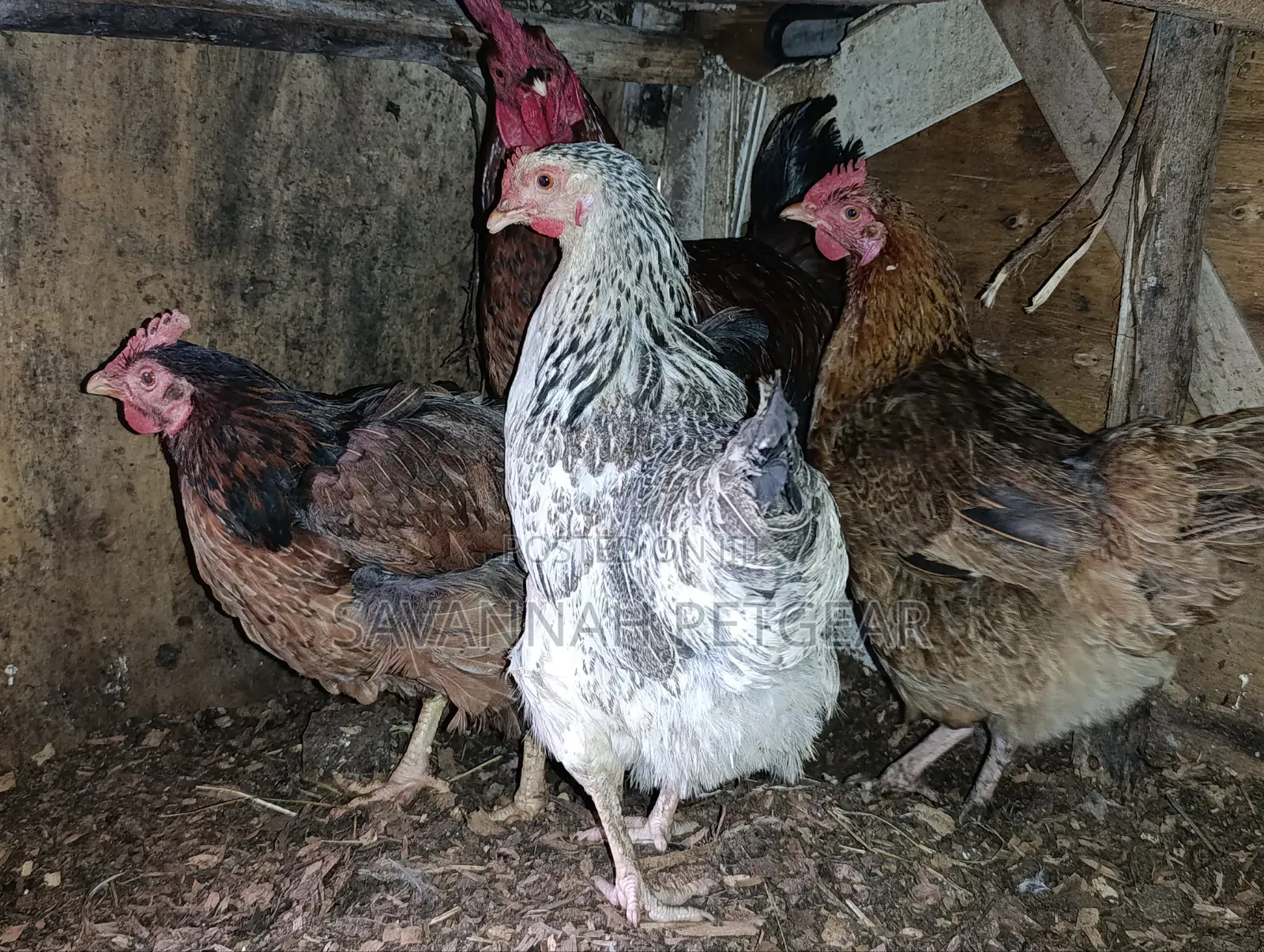 Mix of Kienyeji or Local Chicken Breeds - Hens Cocks for Meat