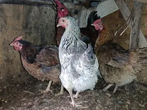 Mix of Kienyeji or Local Chicken Breeds - Hens Cocks for Meat