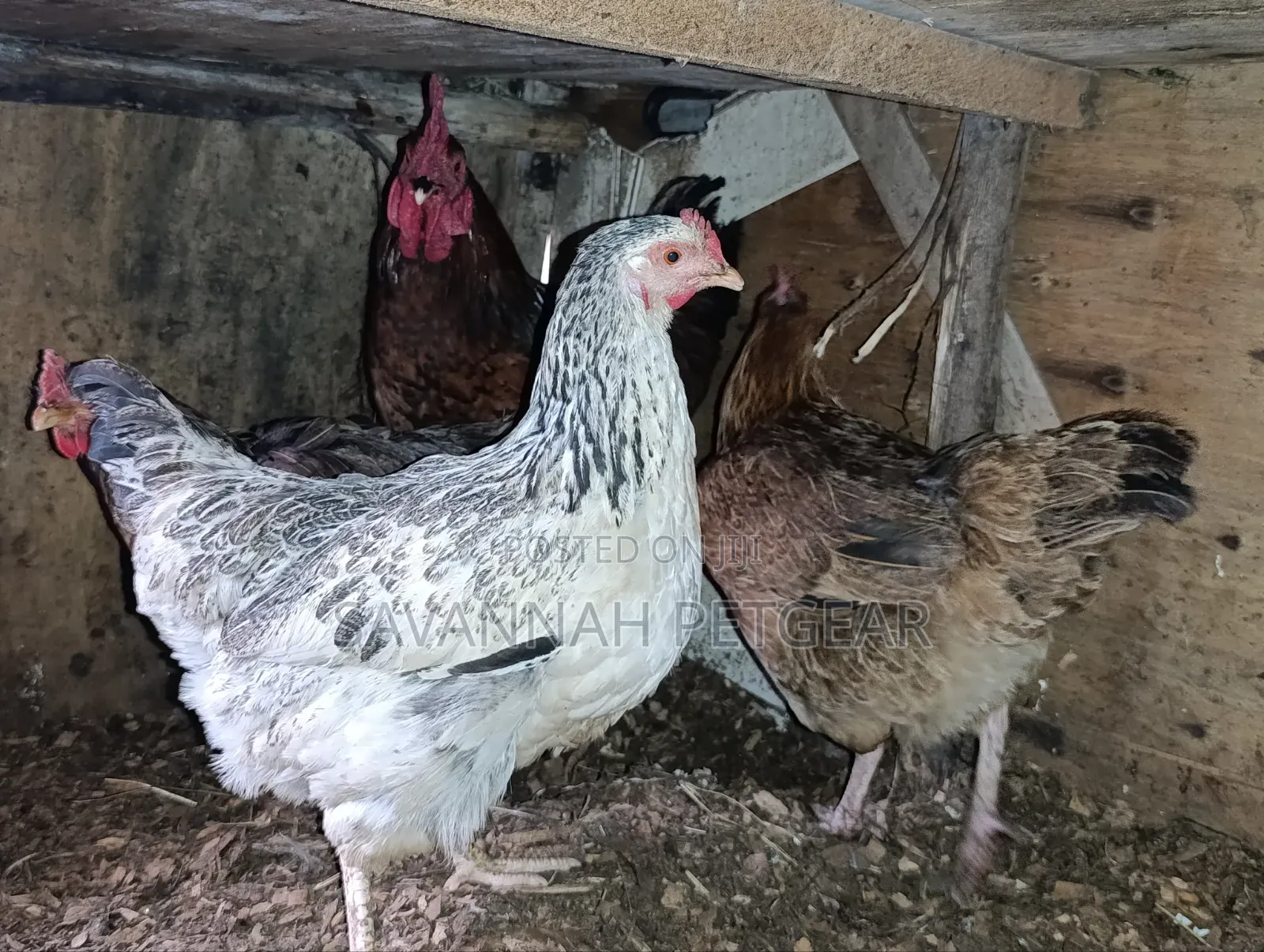 Mix of Kienyeji or Local Chicken Breeds - Hens Cocks for Meat