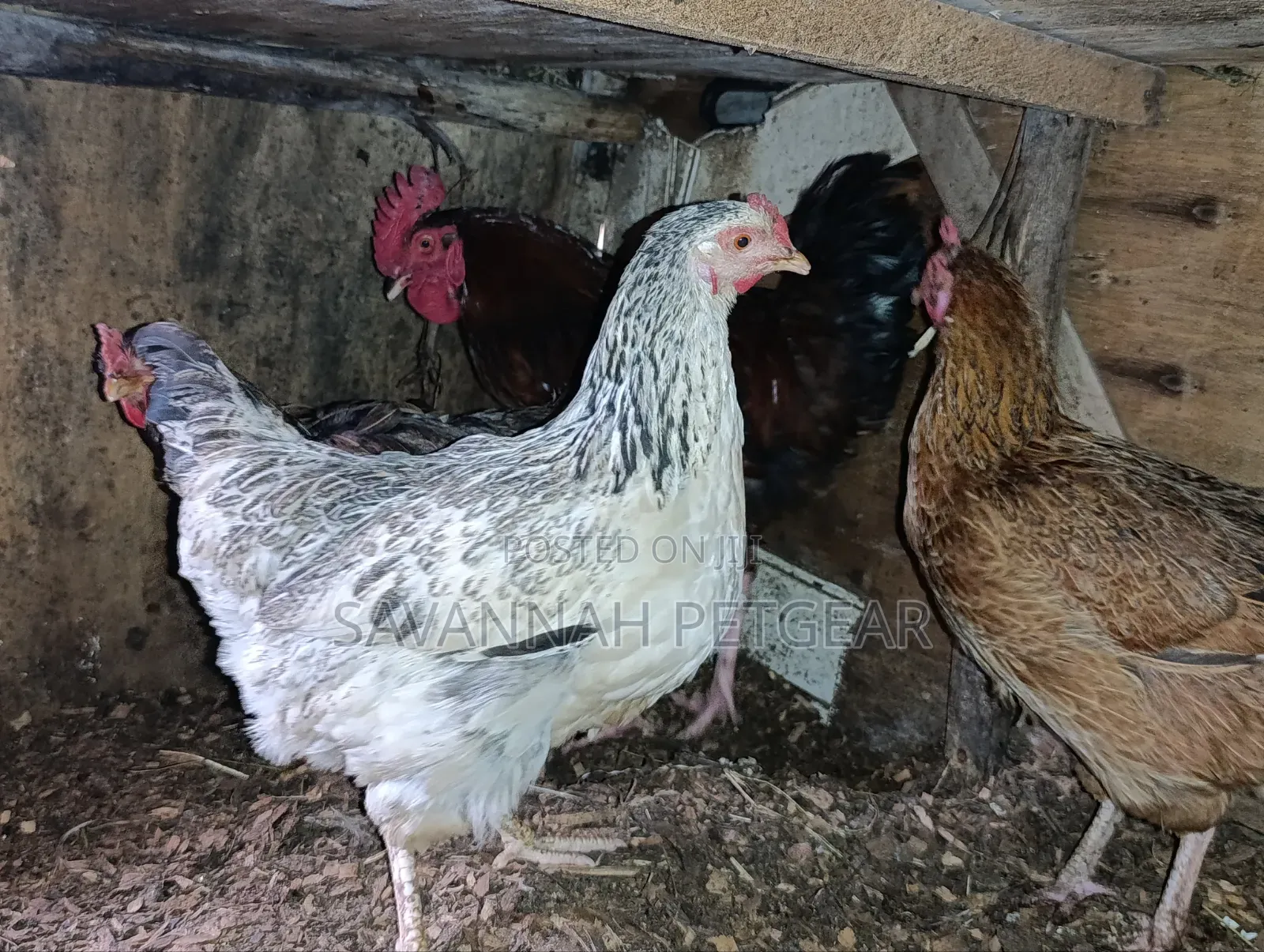 Mix of Kienyeji or Local Chicken Breeds - Hens Cocks for Meat