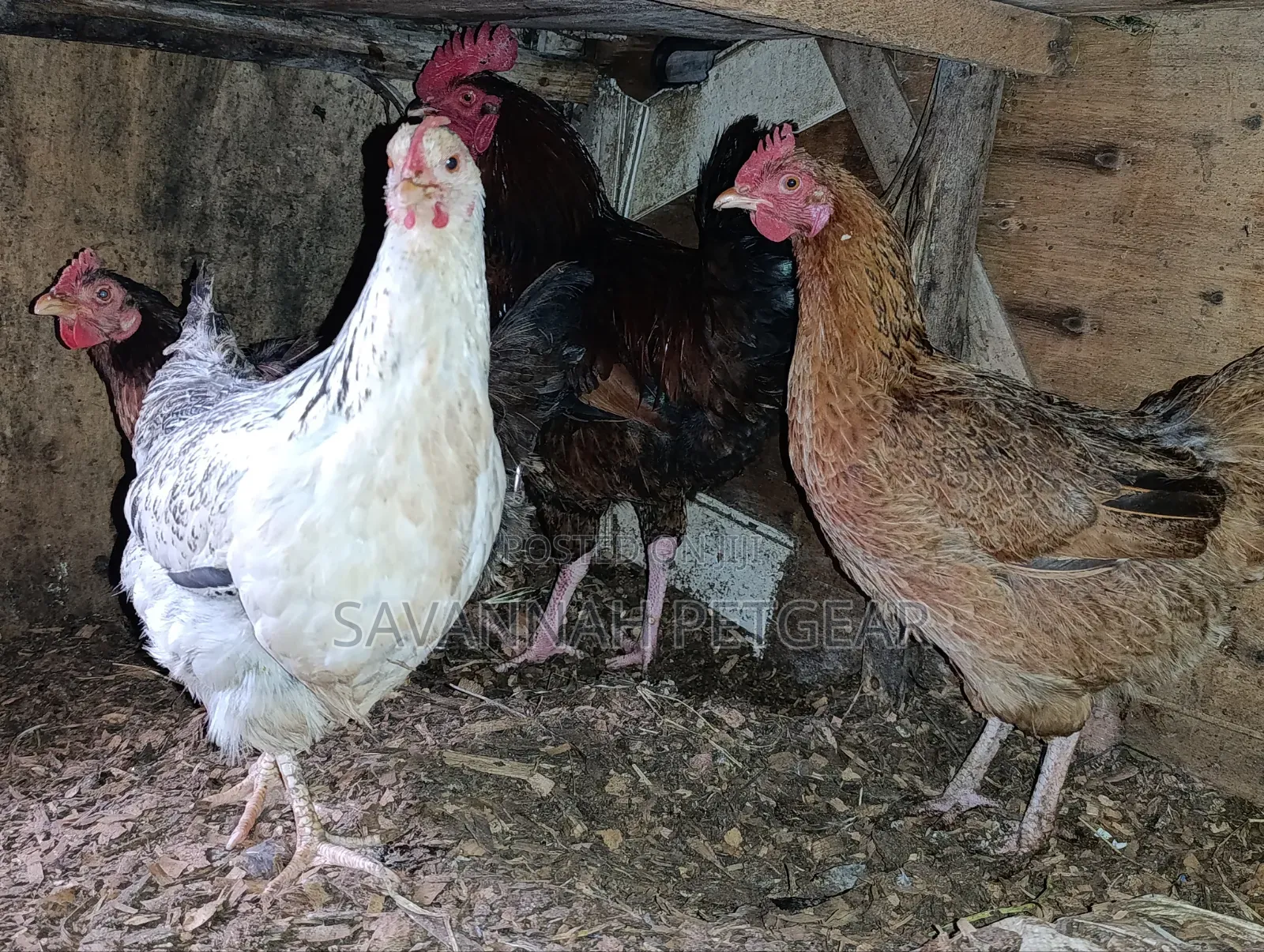 Mix of Kienyeji or Local Chicken Breeds - Hens Cocks for Meat