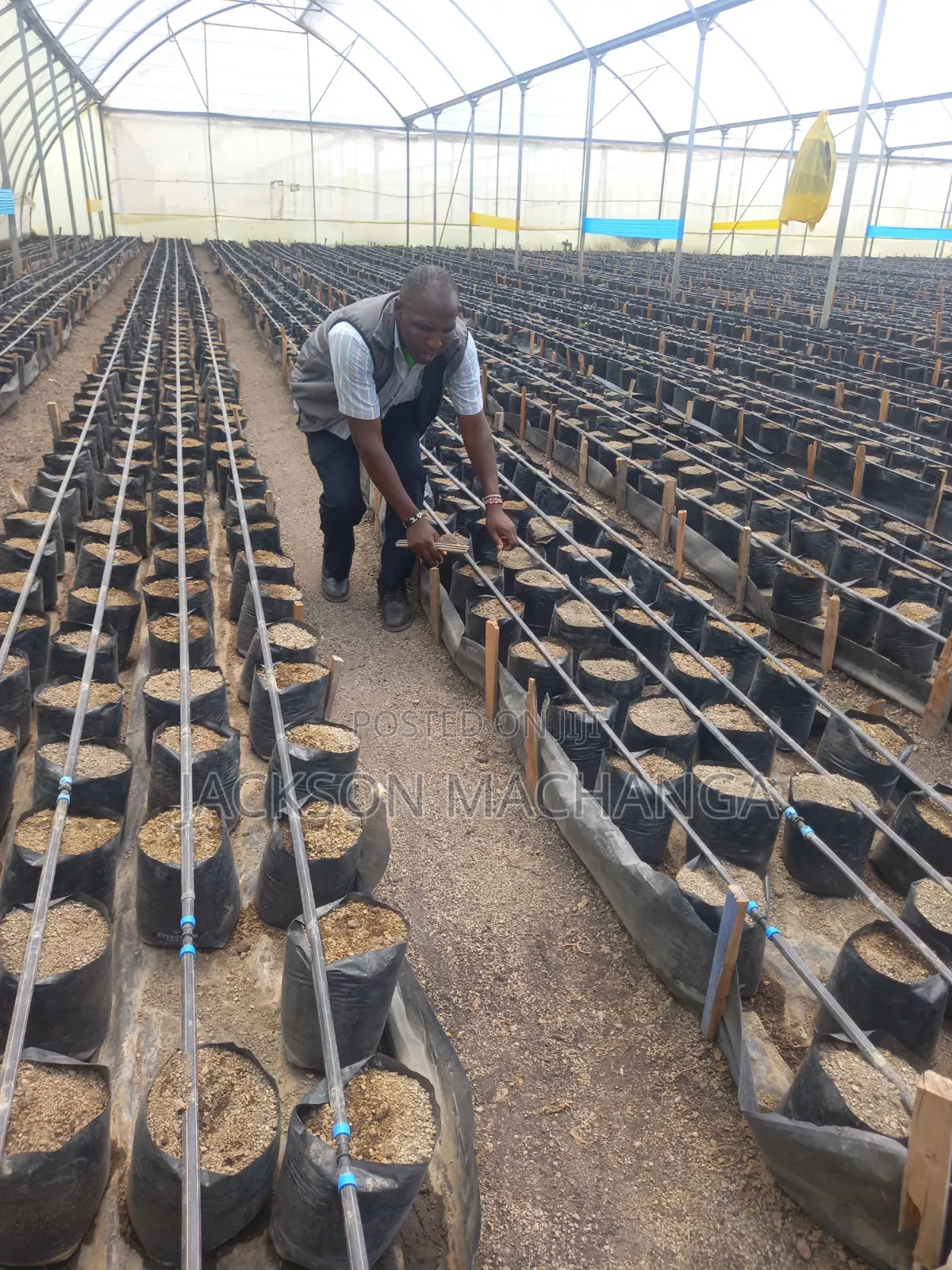 Drip Irrigation