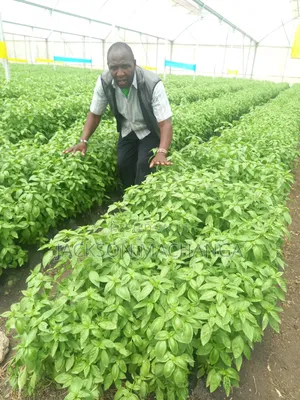 Drip Irrigation