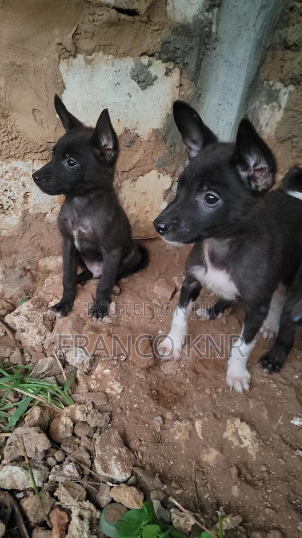 1-3 months Male Mixed Breed Dog - thumbnail 2