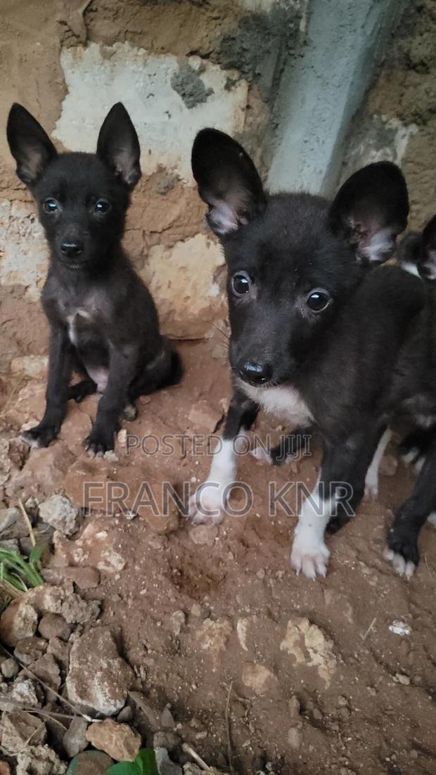 1-3 months Male Mixed Breed Dog - thumbnail 3