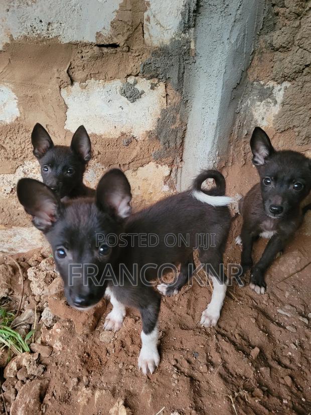 1-3 months Male Mixed Breed Dog - thumbnail 5