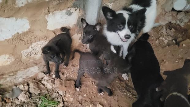 1-3 months Male Mixed Breed Dog - thumbnail 7