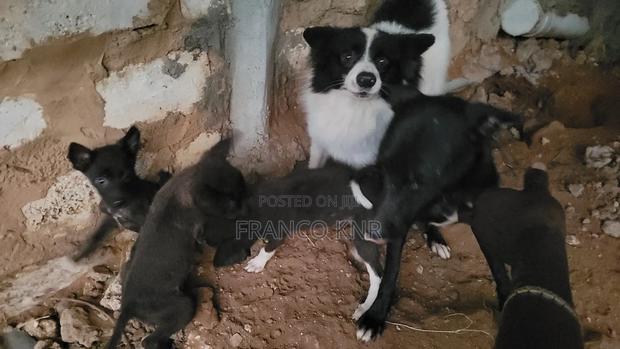1-3 months Male Mixed Breed Dog - thumbnail 8