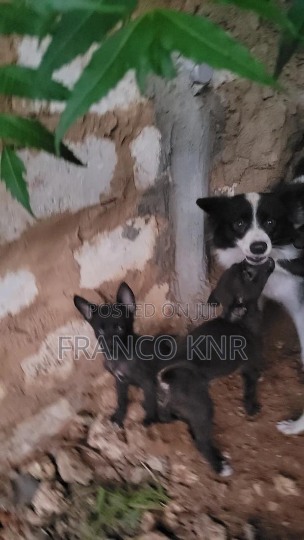 1-3 months Male Mixed Breed Dog - thumbnail 9